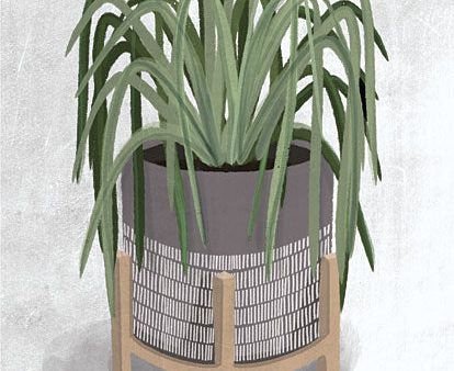 FEN114 - Spider Plant - 12x16 Online now